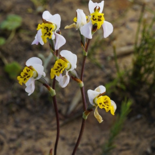 Disa flexuosa